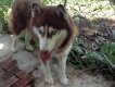 HCM - Nhận phối giống Chó HUSKY thuần chủng