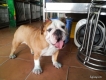tphcm bán chó bulldog cái đẻ một lứa , chuẩn bị lên giống lứa 2