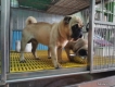tphcm bán cặp pug 12 tháng . đực , cái .cái mới phối giống