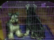 Cần Tìm Nhà Mới Cho Bầy Miniature Schnauzer Dể Thương