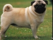 Bán Chó Pug Giá Rẽ.....