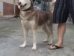 HCM-Husky đực nâu đỏ trưởng thành cực chuẩn