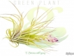 Green  Plant : Chuyên các loại cây Thủy sinh , cây bắt mồi , cây kiểng