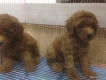 Cửa hàng Mỹ Quốc II bán chó Phóc Hươu, chó Poodle, chó Phóc Sóc,...