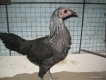 Gà peru lai mỹ 1t500