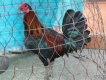 Bán 1 em Gà mỹ lai Peru đẹp đây