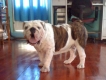 tìm chủ cho E.BULLDOG cái gần 2 tháng