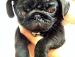 Pug Đực Đen Thuần Chủng, Gần 3 tháng, Giá rẻ cực  !!!