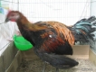 Gà peru tơ thanh lý