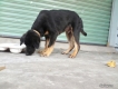 tphcm bán một con chó rottweiler lai bẹ giê đực 2,5 tháng