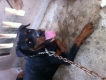 PHỐI GIỐNG Rottweiler THUẦN CHỦNG 100% GIÁ SIÊU RẺ