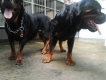 tphcm bán bầy chó rottweiler con của răm bô 2,5 tháng