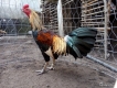 Gà tơ zin cần thanh lý giá mềm  ́