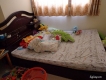 Dư Dùng Bán Gấp Giường Ngủ Gỗ Giá Rẻ