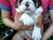 HCM_ Cần Bán 1 bé Bulldog English (Male)
