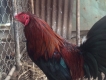 Kiên giang gà peru lai mỹ+asil