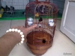 thanh lý chim cu gáy và hút mật giá rẻ như cho