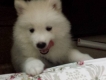 Samoyed cực xinh cực cute