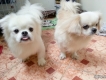 bán 2 con chó Bắc kinh (đã trưởng thành)