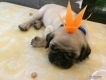 [Pug vàng] pug con, thuần chủng đã chích ngừa đầy đủ
