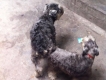 Còn 03 bé mini snauchzer (2đực, 1 cái) 3.5th cần tìm chủ mới.