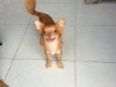 02 bé chihuahua lông dài