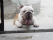 TP HCM  English Bulldog 2 tháng tuổi hậu duệ Suri