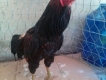Vũng Tàu cần bán một con gà đá