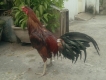 HCM - gà Tre.. Gà nòi... Asill lai Mỹ và Peru lai Mỹ đẻn giá hợp lý nè.