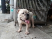 tphcm bán chó bulldog đực 18 tháng phối giống tốt