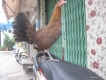 Cần Bán 1 Con Gà Mái Tre Mỹ Nặng 8,5 Lạng Đã Đẻ Xong Lứa So ( Hình Thật )