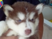 Bán bé Husky đực màu nâu đỏ, mắt xanh 2 tháng tuổi!!!