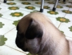 [Pug] bán bầy Pug con sinh ngày 25/07.