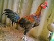 Gà trống peru tơ cần ra đi