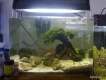 Bán hồ thủy sinh đã setup sẵn!