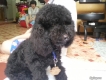 bán 1 con tiny poodle đen tuyền