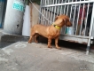 tphcm bán chó tắc ken cái  mầu nâu đỏ 4 tháng