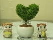 Bán cây để bàn hình trái tim