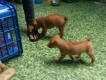 HCM-Bầy chó phú quốc lai có xoáy 1,5 tháng tuổi