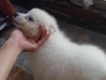 Cần bán/trao đổi samoyed puppy lấy samoyed/husky trưởng thành