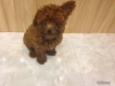 Cửa hàng Mỹ Quốc II bán chó Poodle nhỏ