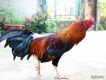 Đồng Nai Bán gà lông đá tốt giá rẻ