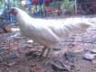 Bán gà mái Nhạn chân xanh