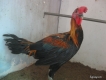 Cần Bán 1 Con Gà Peru Que Trống Gần 6 Tháng ( Hình Thật )