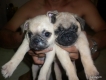 pug con mini kute đây