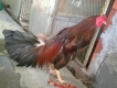 Gà nòi lai Trống mái