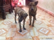 Bán Chó phú quốc vện cái 1 em 3,5 tháng 1 em 5 tháng