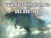 Bán cá hô , cá chép giòn , hải sản tươi sống