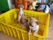 tphcm bán bầy chó chi hua hua hơn  tháng . đã sổ lải và trích ca rê có sổ sức khỏe.