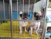 tphcm bán cặp pug 18 tháng . đực , cái chuẩn bi lên giống lứa 3